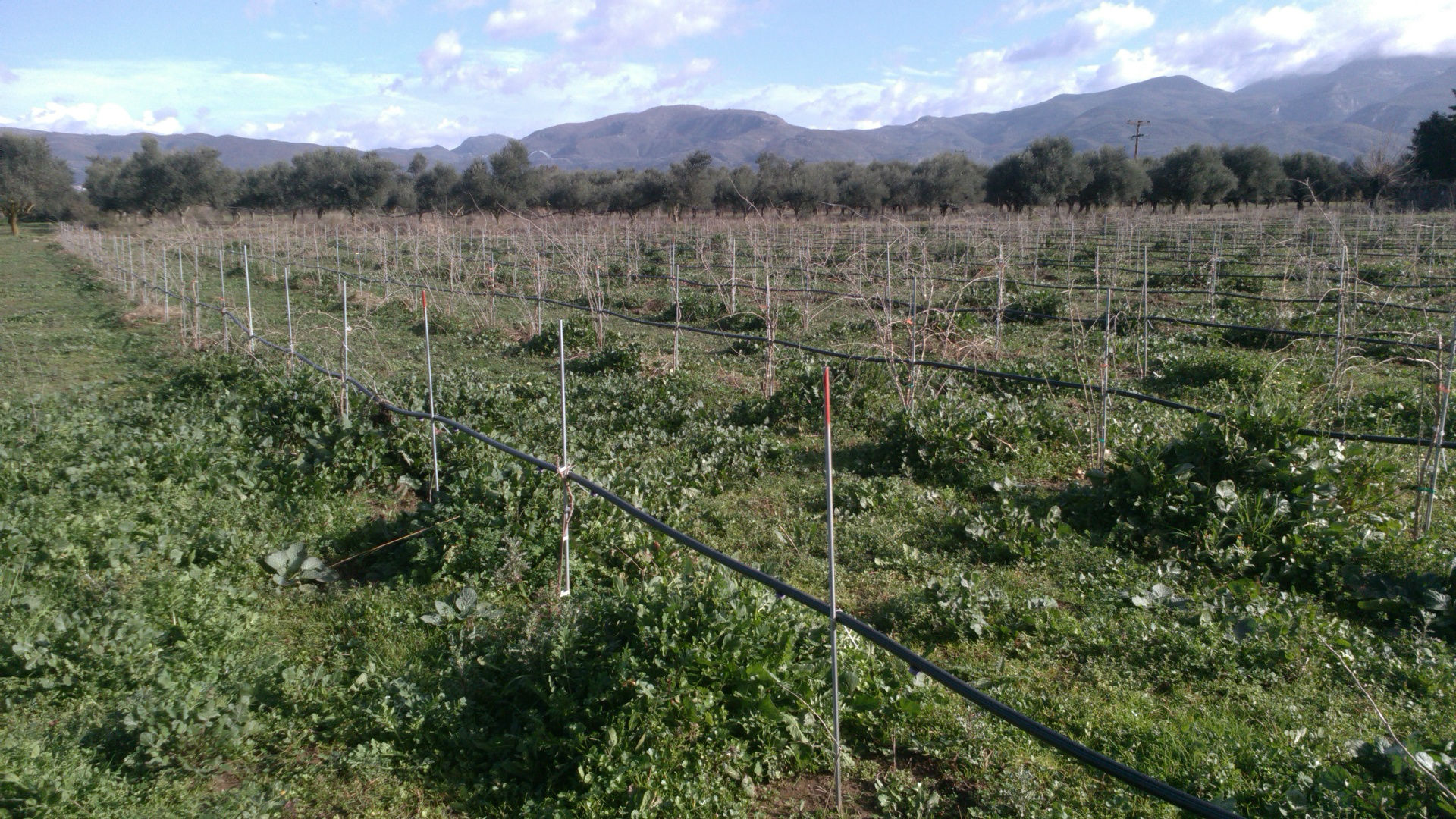 messenian super foods